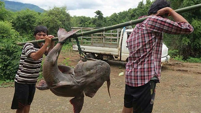 Loại "thủy quái" là cống phẩm tiến vua ở 2 con sông Việt Nam: Nặng tới 100kg, có tiền chưa chắc mua được- Ảnh 1.