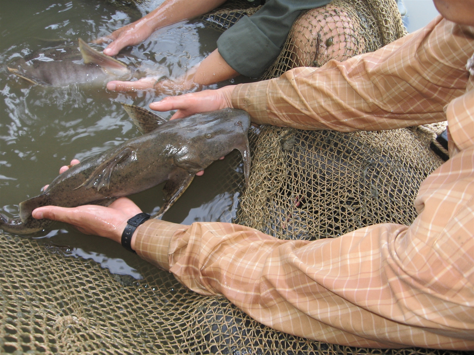 Loại "thủy quái" là cống phẩm tiến vua ở 2 con sông Việt Nam: Nặng tới 100kg, có tiền chưa chắc mua được- Ảnh 6.