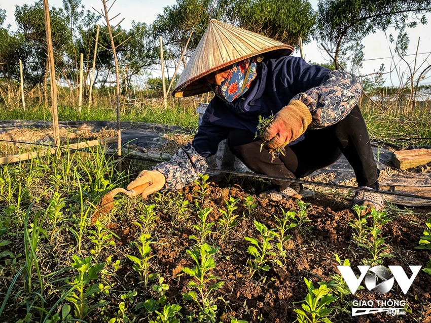 Người dân Nhật Tân trồng cúc, rau cải để bán... cho kịp Tết- Ảnh 9.