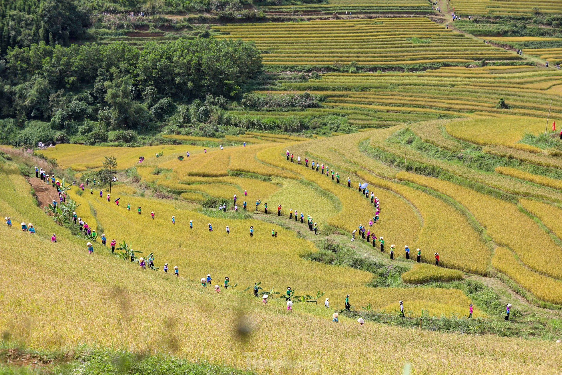 Những thửa ruộng bậc thang vàng óng ở Hòa Bình- Ảnh 14.