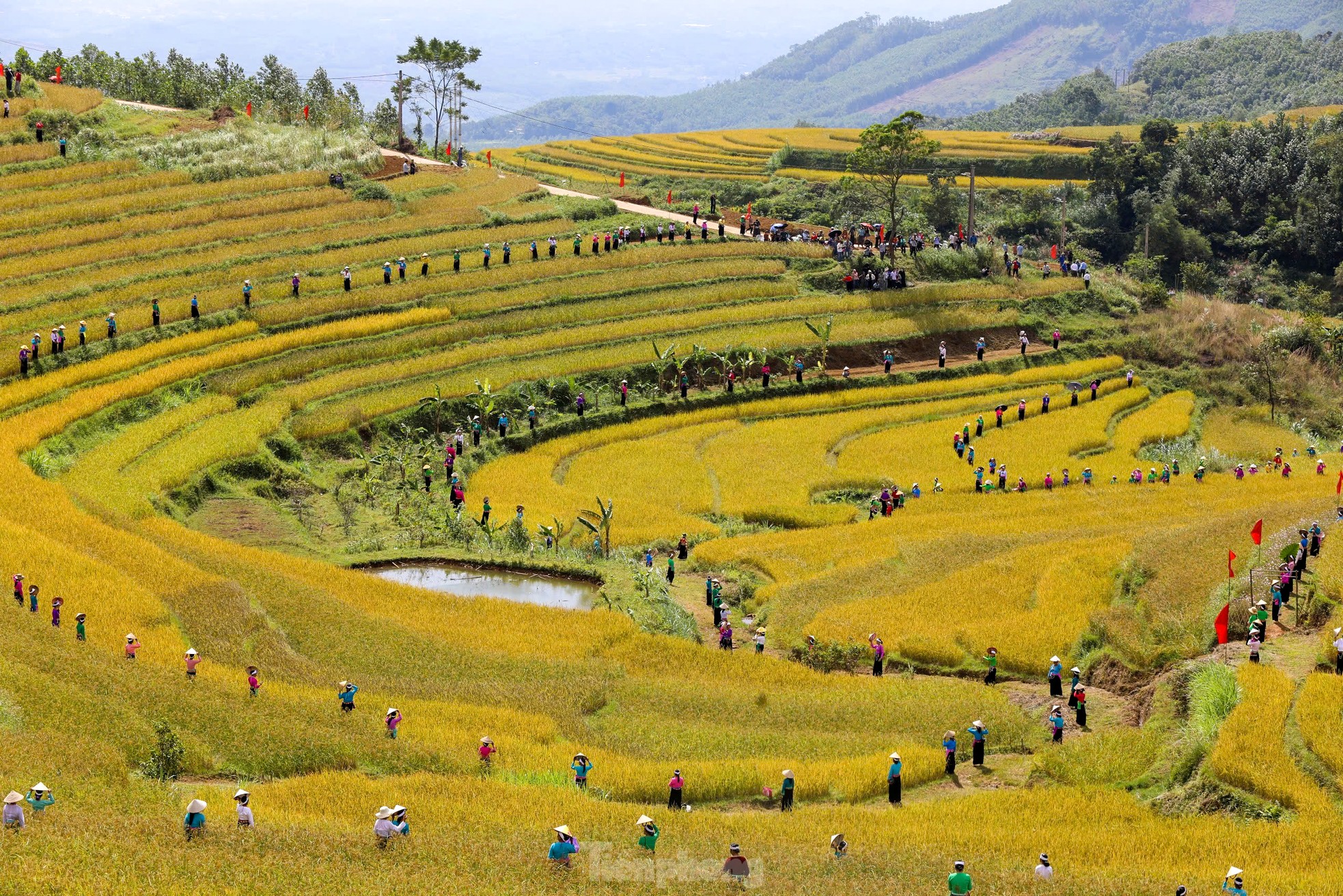 Những thửa ruộng bậc thang vàng óng ở Hòa Bình- Ảnh 8.