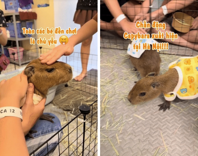 Capybara xuất hiện tại Hà Nội: Có người đi 3 lần mới được vào gặp "thần tượng", 25 phút vuốt ve quá ngắn ngủi so với số tiền bỏ ra?- Ảnh 4.