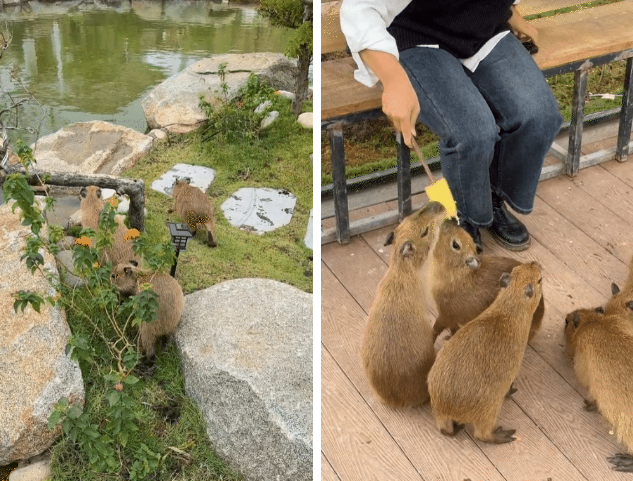 Capybara xuất hiện tại Hà Nội: Có người đi 3 lần mới được vào gặp "thần tượng", 25 phút vuốt ve quá ngắn ngủi so với số tiền bỏ ra?- Ảnh 6.