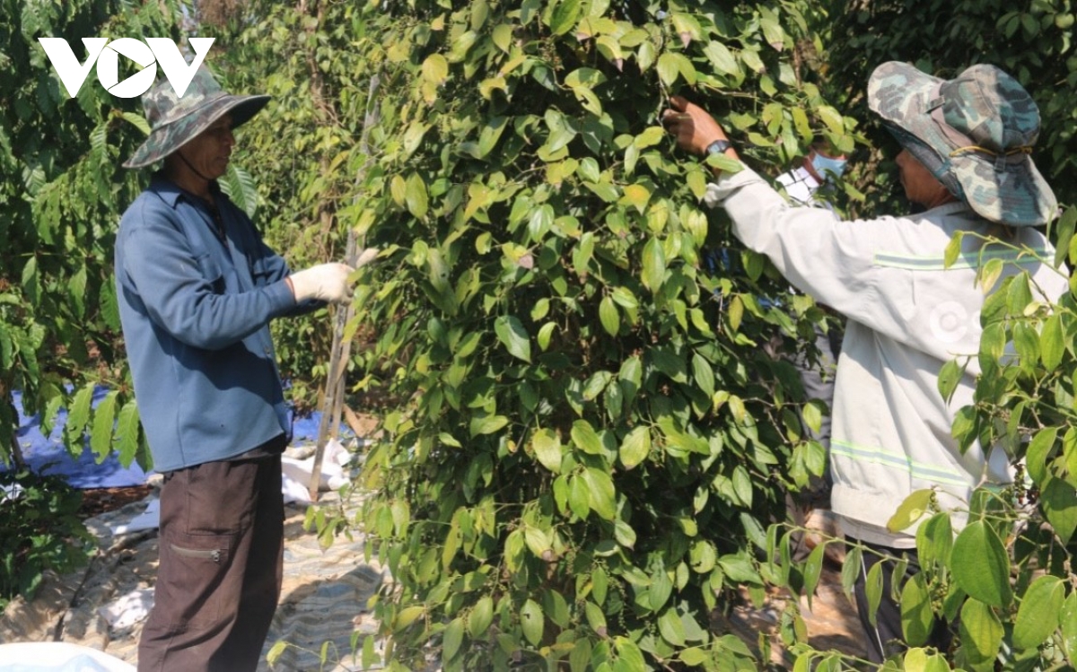 Tiêu tăng giá, người trồng ở Bà Rịa – Vũng Tàu vẫn lo lắng- Ảnh 2.