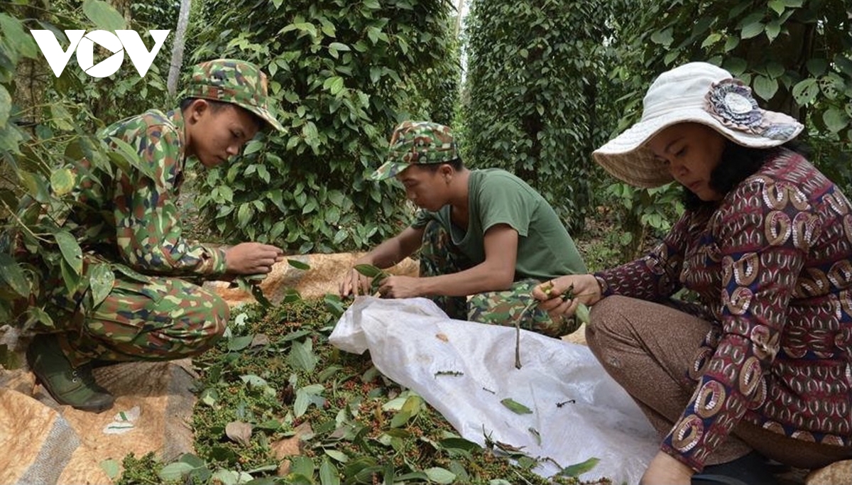 Tiêu tăng giá, người trồng ở Bà Rịa – Vũng Tàu vẫn lo lắng- Ảnh 1.