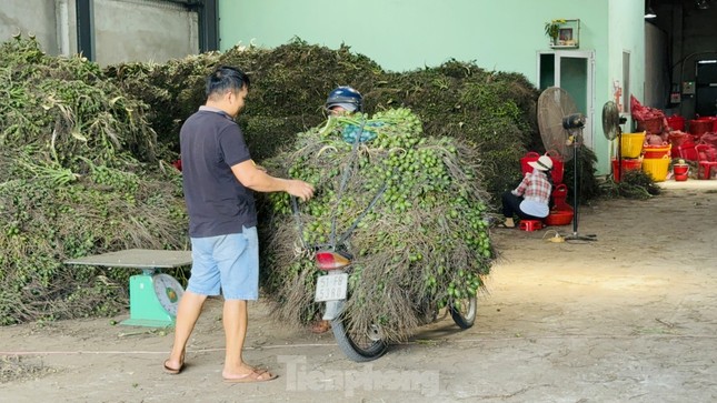 Thấy gì từ việc giá cau tăng sốc rồi ‘bốc hơi’?- Ảnh 1.