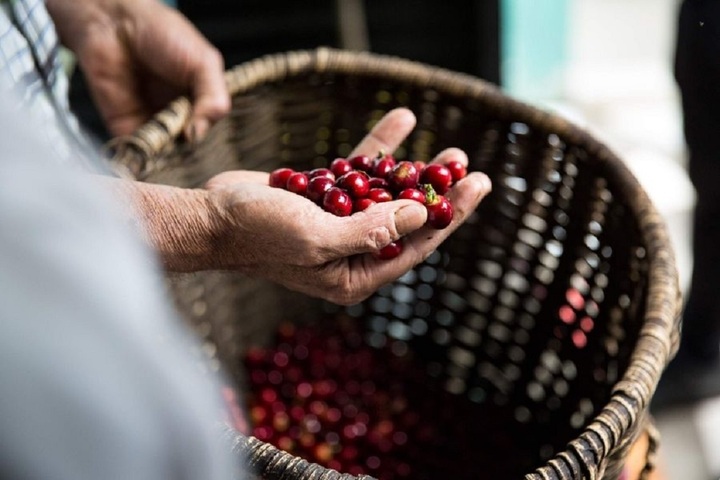 Vì sao cà phê Robusta bất ngờ rớt giá thảm hại sau chuỗi ngày tăng chưa từng có?- Ảnh 1.