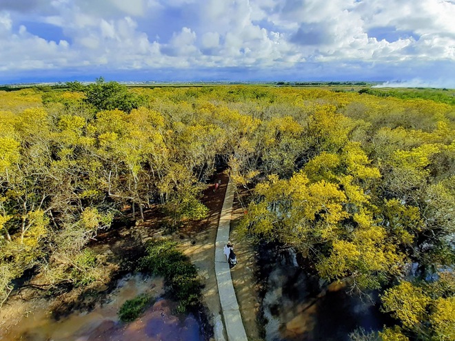 Rừng ở Huế thuộc hệ cực quý hiếm của Đông Nam Á, cách thành phố 15km, du khách đến được gặp "Robinson"- Ảnh 6.