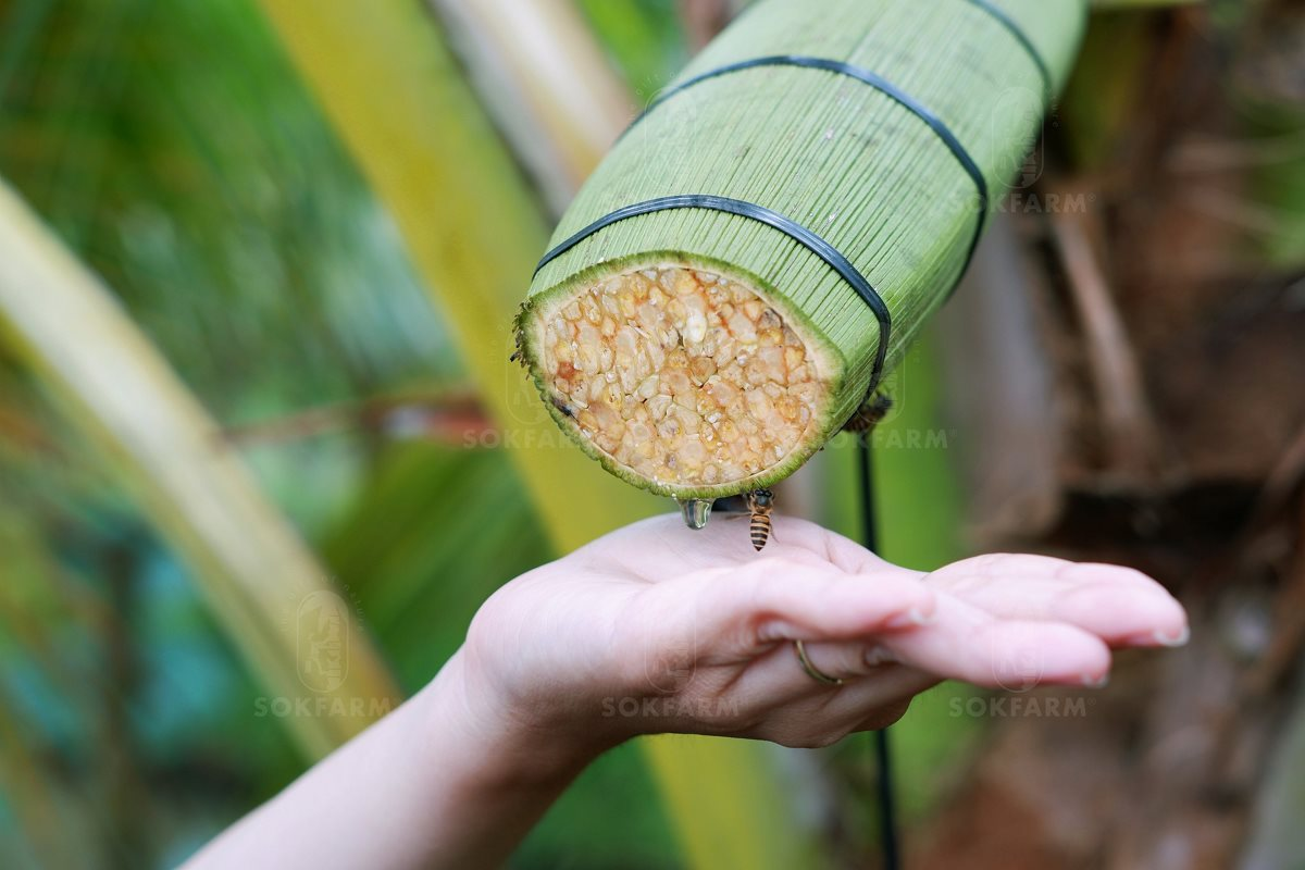 Những trái dừa "kỳ lạ" ở Trà Vinh và sự ra đời của loại đồ uống khiến khách Mỹ say mê- Ảnh 1.