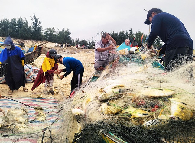 Trúng đậm luồng cá chim vàng, ngư dân Quảng Bình thu 270 triệu trong một buổi chiều- Ảnh 1.