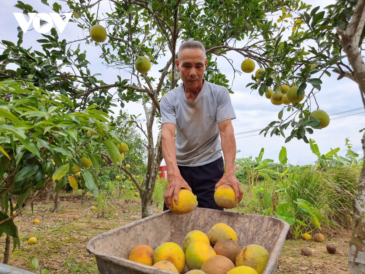 Cây ăn quả chết hàng loạt sau bão lũ, nông dân Lục Ngạn (Bắc Giang) điêu đứng- Ảnh 3.