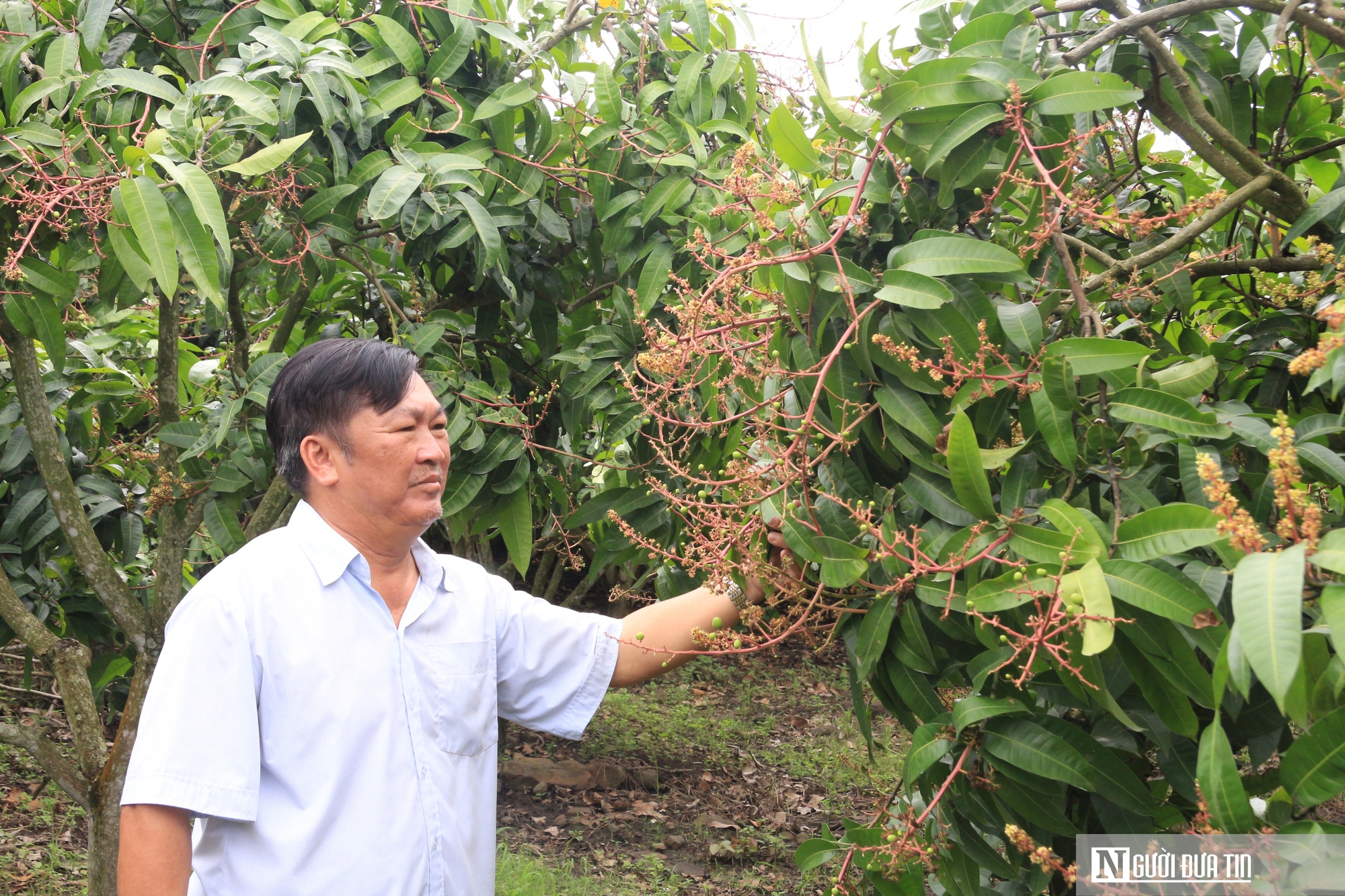 Chở phù sa ngược lên vùng “đất khó”, lão nông U70 kiếm hơn 1 tỷ đồng/năm- Ảnh 1.