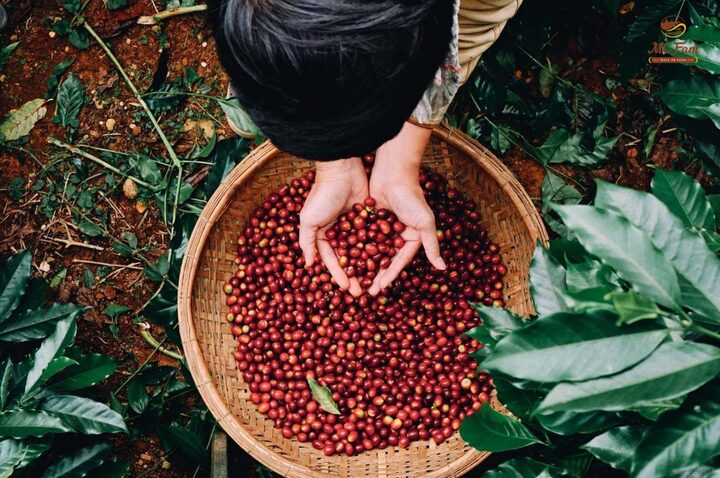 Xuất khẩu cà phê Robusta hưởng lợi nhờ thị trường thế giới biến động- Ảnh 1.