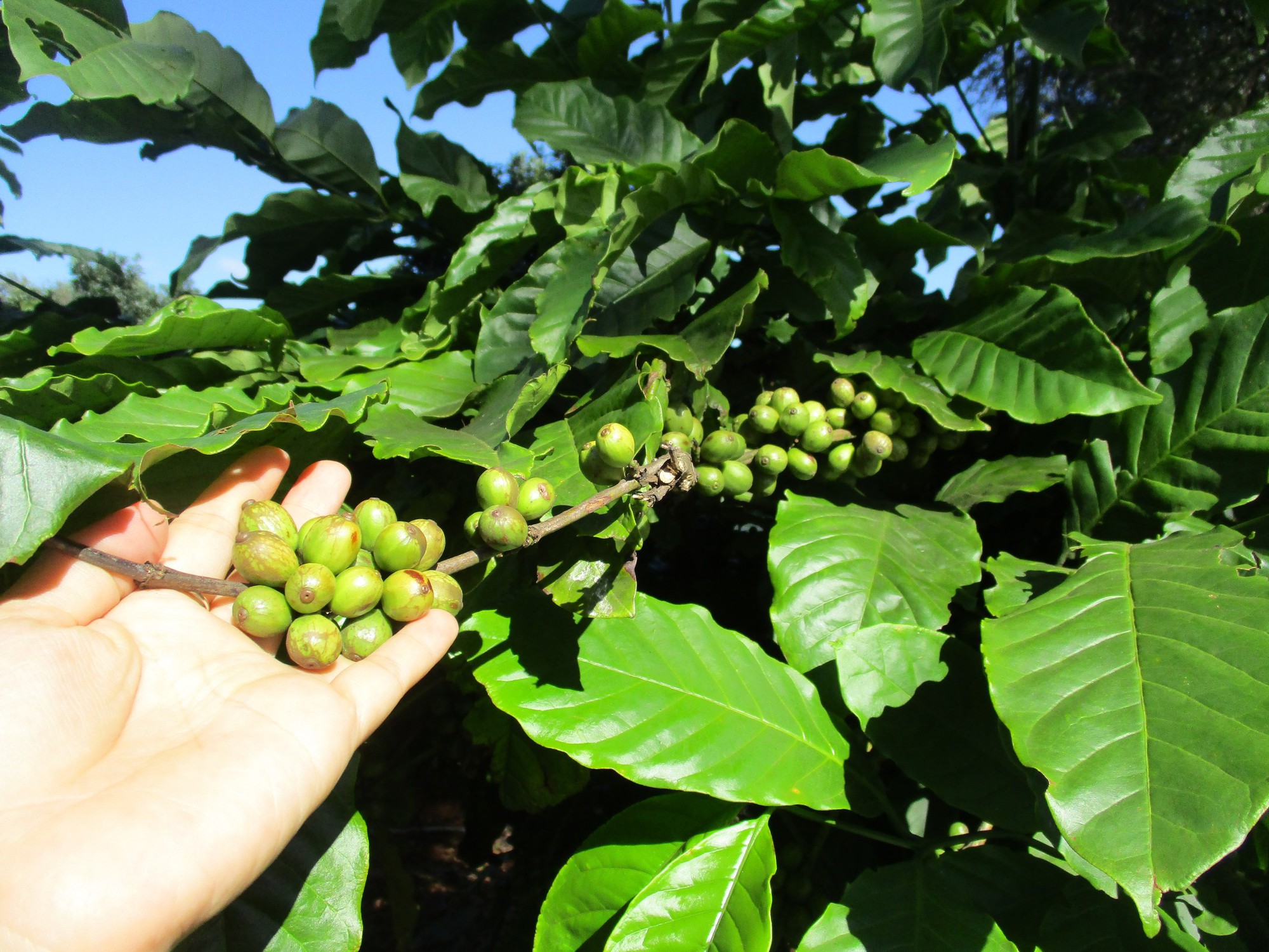 Giá cà phê lao dốc, nông dân hồi hộp- Ảnh 1.