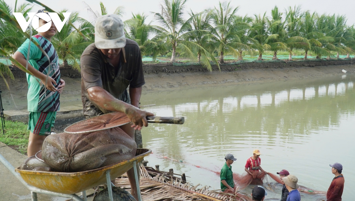 “Tuyệt chiêu” giúp lão nông Cà Mau "cãi vợ" nuôi cá chình thu lãi tiền tỷ- Ảnh 1.