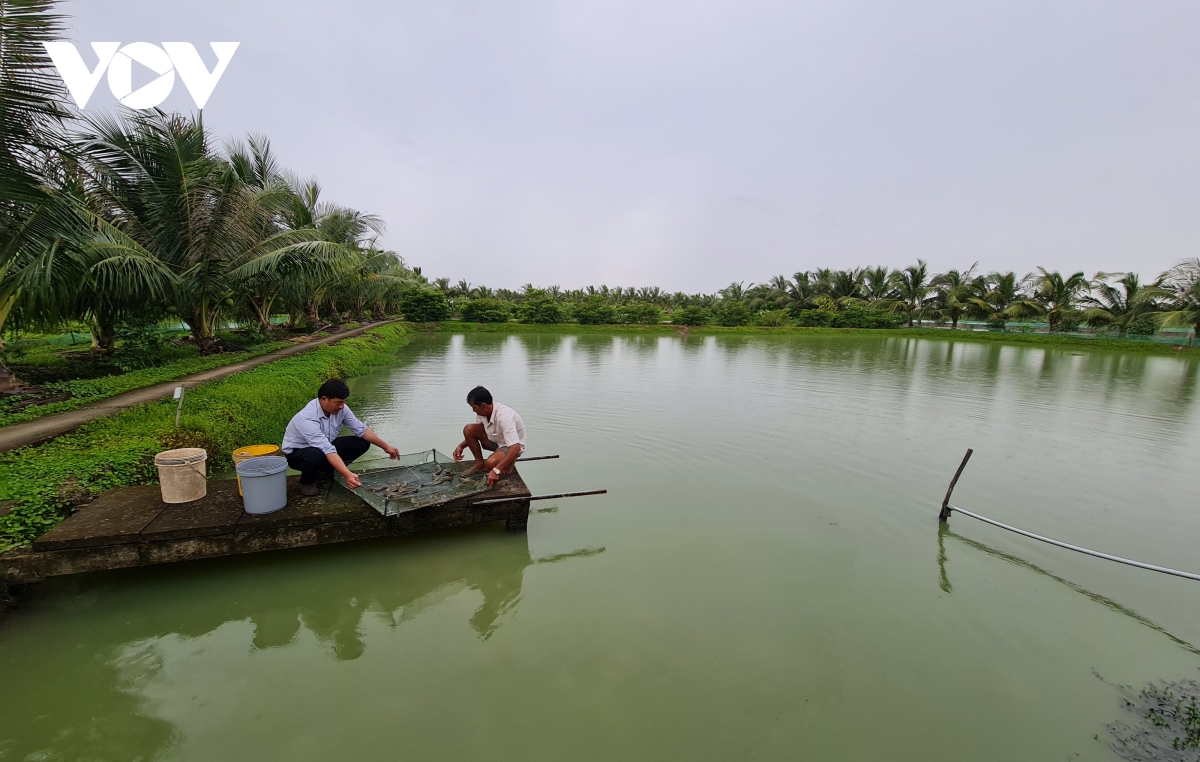 “Tuyệt chiêu” giúp lão nông Cà Mau "cãi vợ" nuôi cá chình thu lãi tiền tỷ- Ảnh 4.