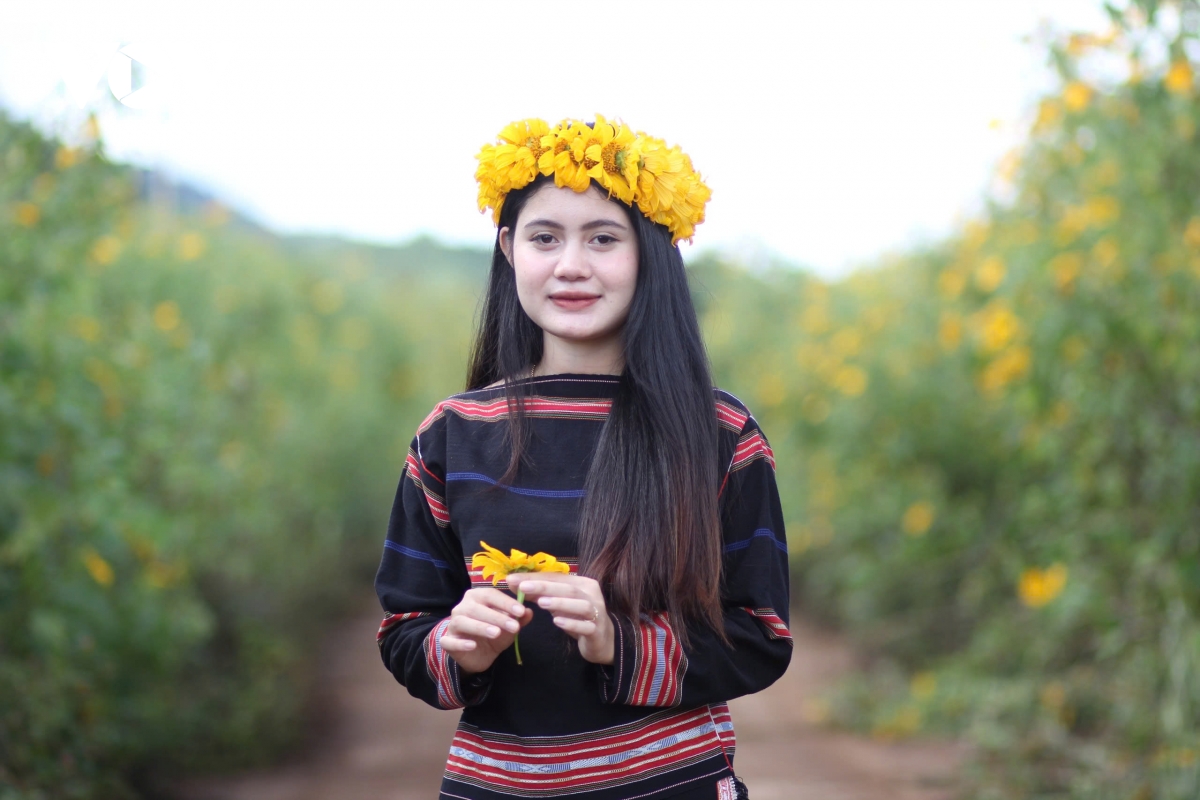 Ngắm sắc vàng rực rỡ của dã quỳ Chư Đang Ya