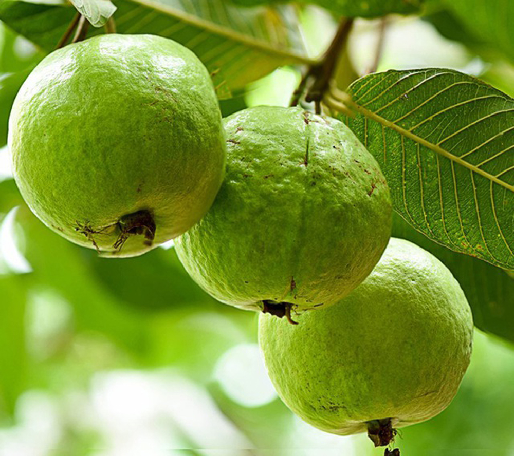 Không phải cam chanh, đây mới là 4 loại quả dẫn đầu về lượng vitamin C, bổ tim mạch, dưỡng sáng da: Việt Nam có bán nhiều- Ảnh 1.