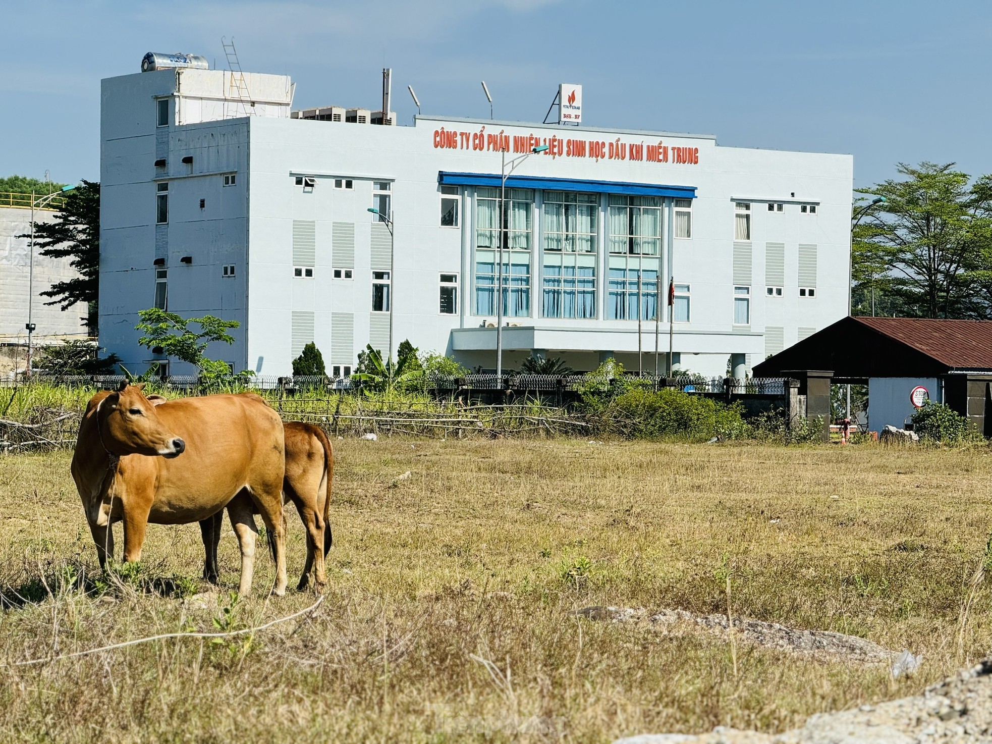 Lụi tàn 'quả đấm thép' nghìn tỷ Ethanol Dung Quất- Ảnh 22.