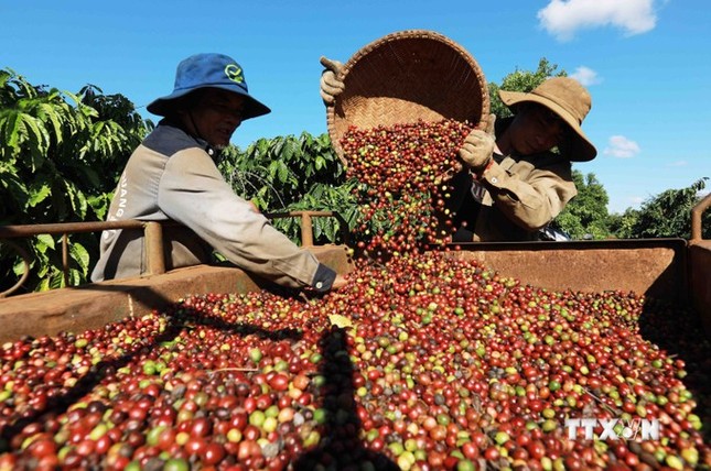 Nông sản Việt sắp lên sàn thương mại điện tử Trung Quốc- Ảnh 1.