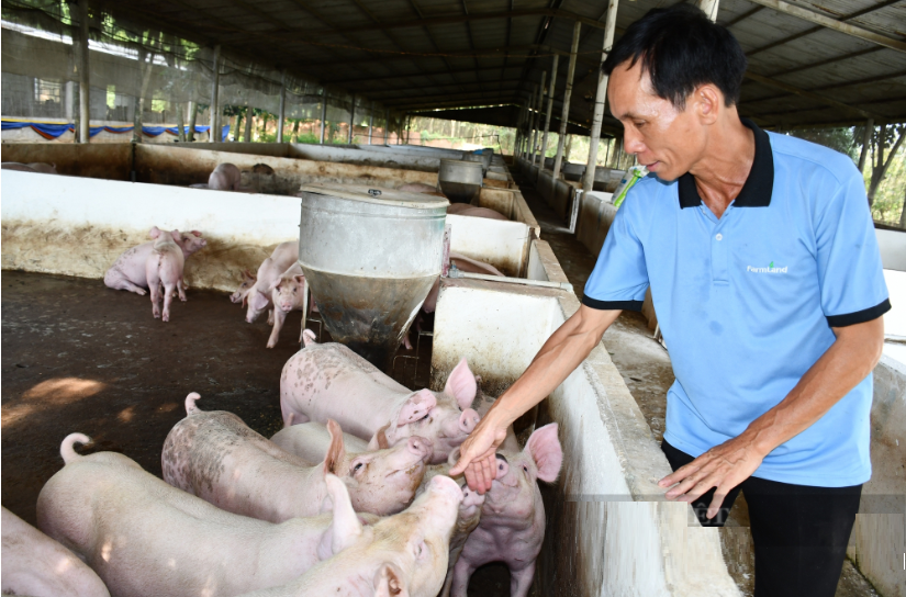 Anh nông dân nhẹ nhàng thu tiền tỷ nhờ trồng loại cây quý 