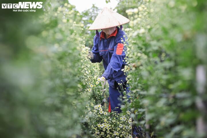 'Đặc sản' Hà Nội tăng giá gấp đôi, khách vẫn chịu chơi lùng mua- Ảnh 3.