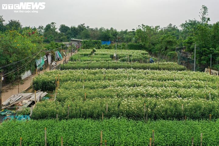 'Đặc sản' Hà Nội tăng giá gấp đôi, khách vẫn chịu chơi lùng mua- Ảnh 2.