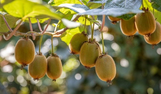 Loại quả đầy lông được coi là “vua trái cây”, giàu dưỡng chất lại tốt miễn chê- Ảnh 1.