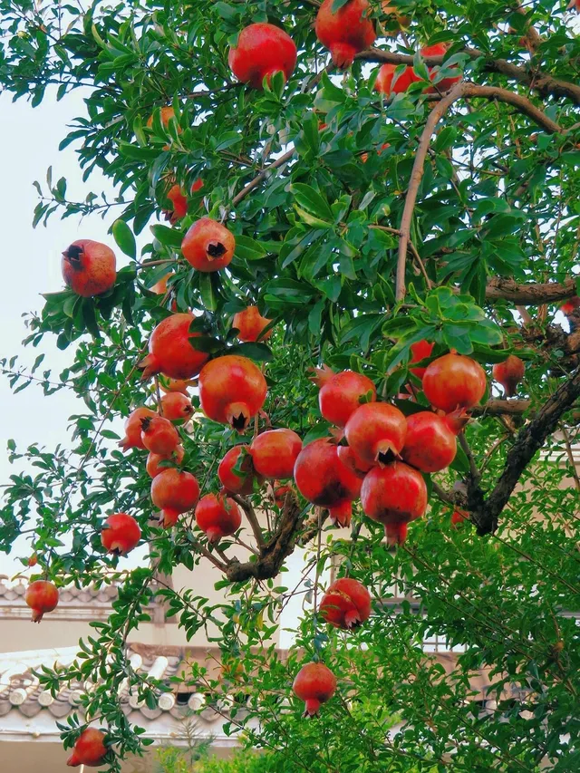 Cây lựu 