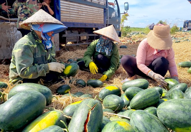 Xót cảnh dưa hấu cho bò ăn, vứt bỏ la liệt- Ảnh 5.