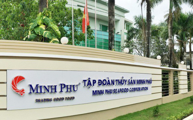 Thua lỗ trong 9 tháng đầu năm, Thủy sản Minh Phú vẫn dự chi hơn 300 tỷ đồng trả cổ tức- Ảnh 1.