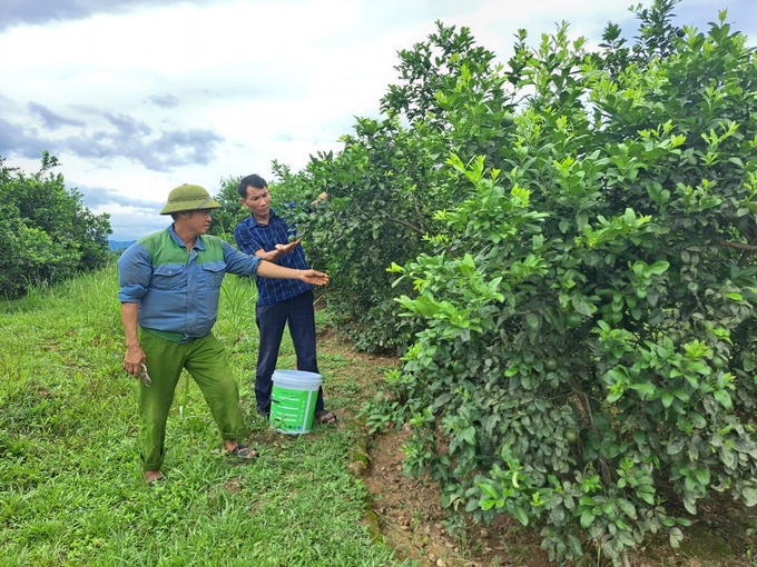 Chị nông dân nhẹ nhàng thu nửa tỷ đồng/năm nhờ trồng cây siêu trái 