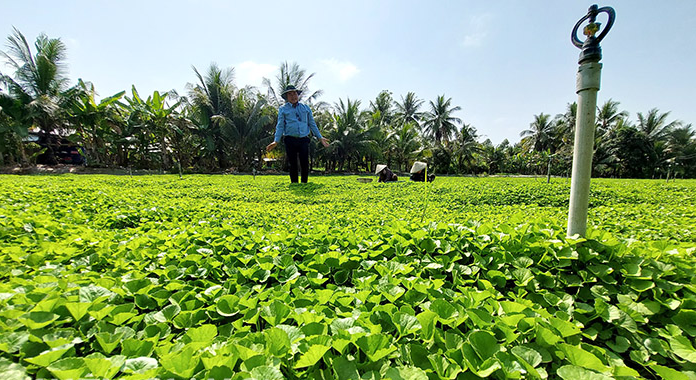 Ông nông dân lãi 1 tỷ đồng nhờ "bẻ lái" trồng thứ rau dại xưa chỉ cho trâu bò ăn- Ảnh 1.