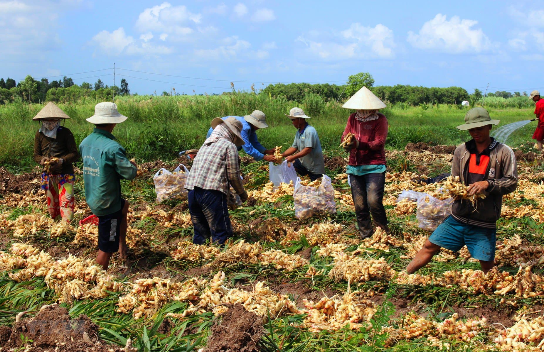 Loại củ giá rẻ của Việt Nam được thế giới săn lùng: Hóa ra cực tốt cho sức khỏe- Ảnh 1.