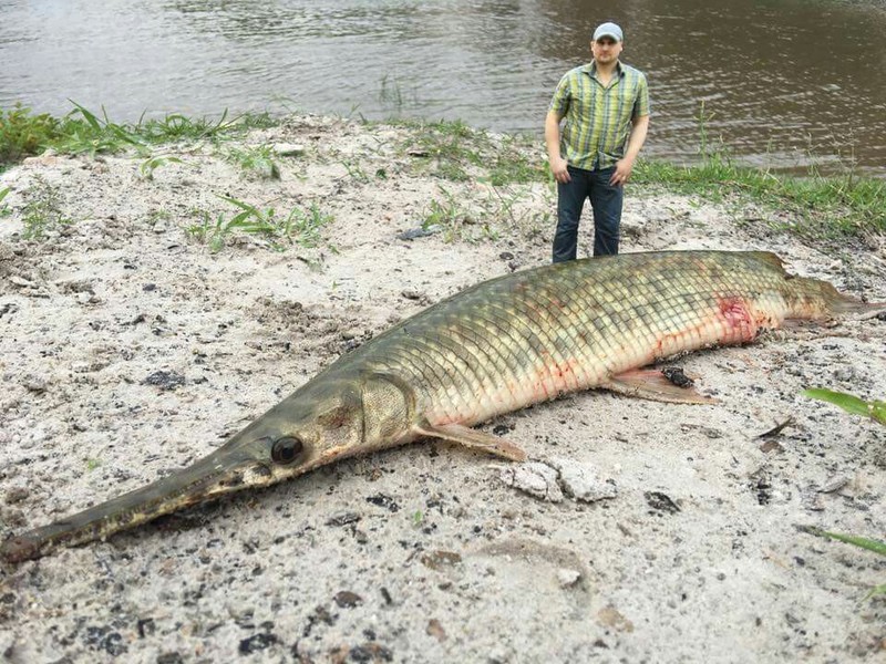 Quái ngư xuất hiện ở hồ nhân tạo: Miệng dài răng sắc, trứng và gan rất độc, cá Piranha còn phải sợ- Ảnh 2.