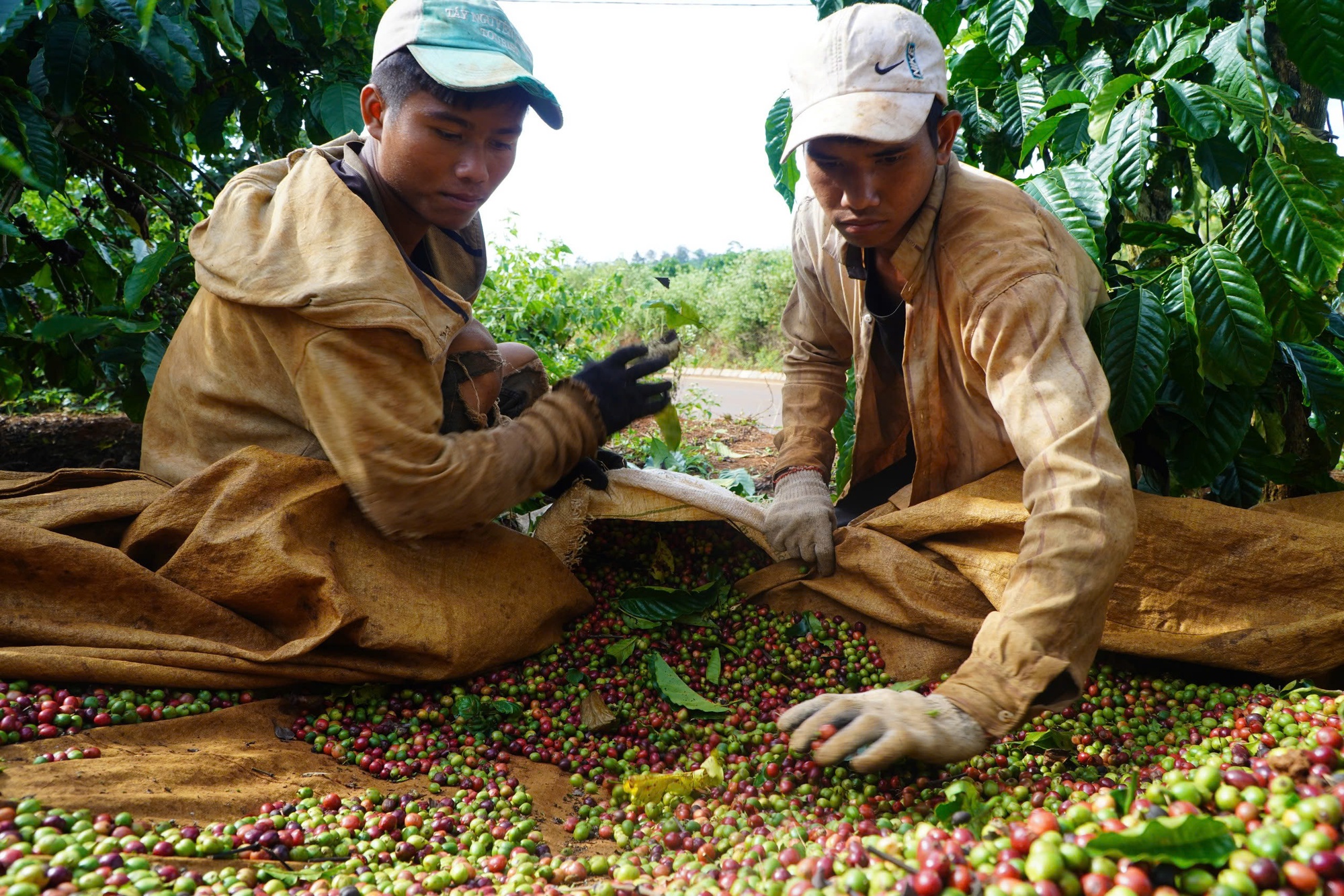 Giá cà phê ổn định, minh bạch hơn với sàn giao dịch, nhưng... cẩn trọng!- Ảnh 2.