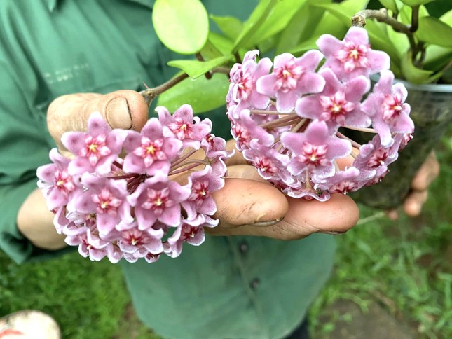 Chàng trai khởi nghiệp thành công từ 'loài hoa lạ’- Ảnh 8.