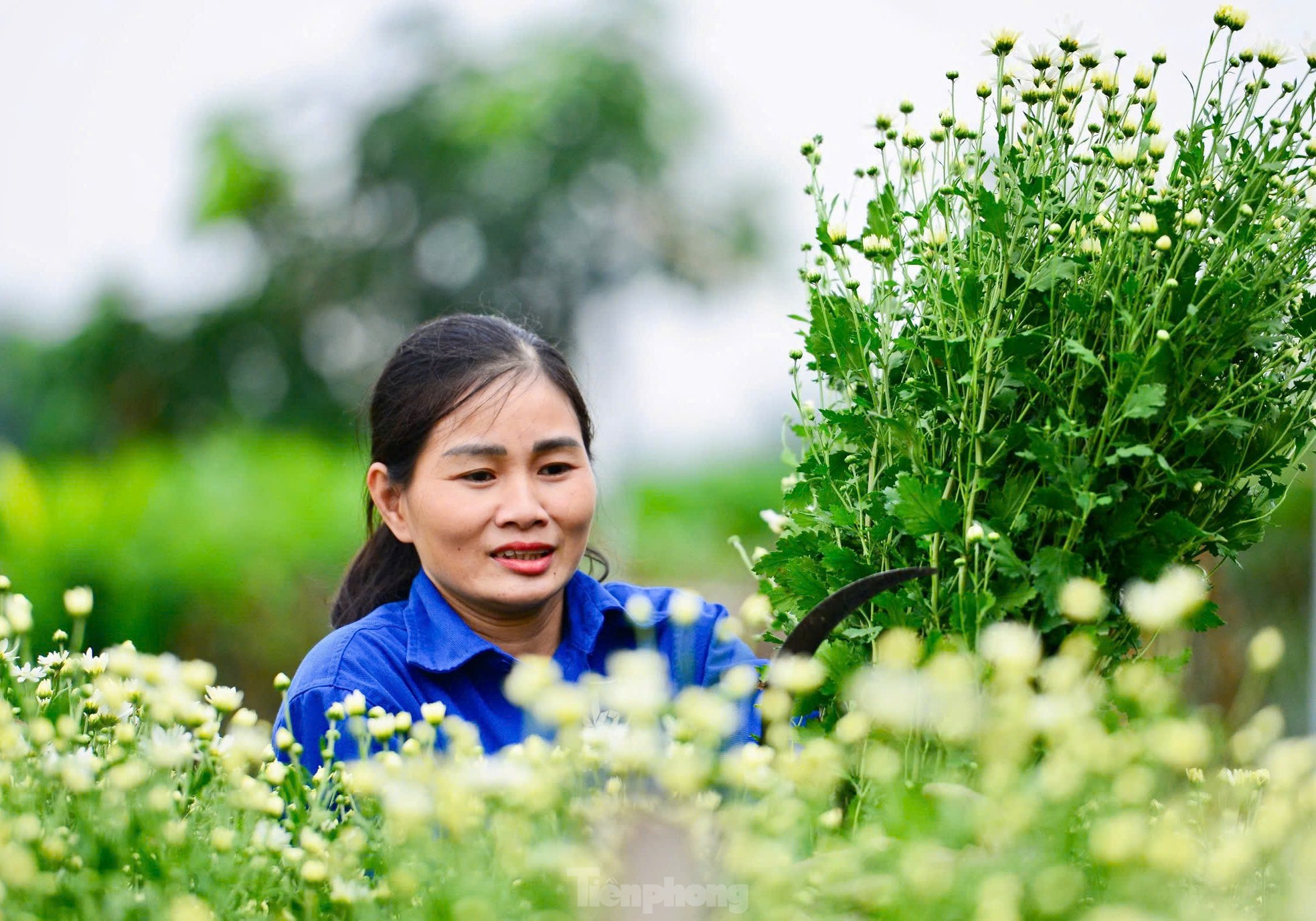 Vườn cúc họa mi hiếm hoi sống sót sau bão Yagi bung nở, khoe sắc- Ảnh 5.