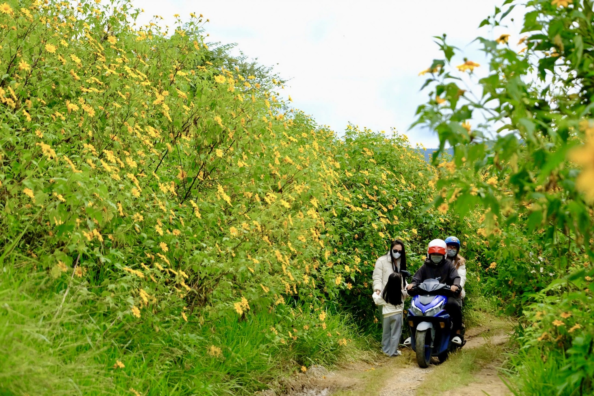 Hoa dã quỳ nở rộ, cao nguyên Lâm Đồng đẹp như trong tranh- Ảnh 2.