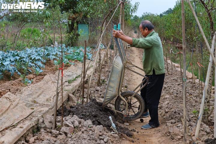 Bị bão lũ lịch sử tàn phá, đào, quất cảnh Hà Nội có kịp đón Tết Nguyên đán?- Ảnh 13.