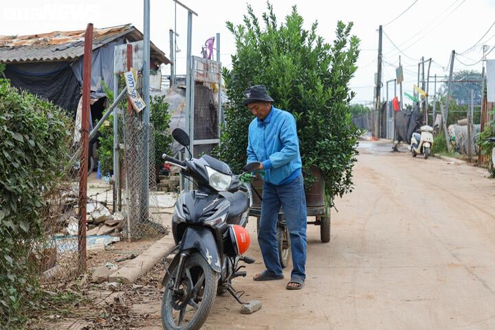 Bị bão lũ lịch sử tàn phá, đào, quất cảnh Hà Nội có kịp đón Tết Nguyên đán?- Ảnh 10.