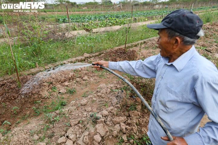 Bị bão lũ lịch sử tàn phá, đào, quất cảnh Hà Nội có kịp đón Tết Nguyên đán?- Ảnh 14.