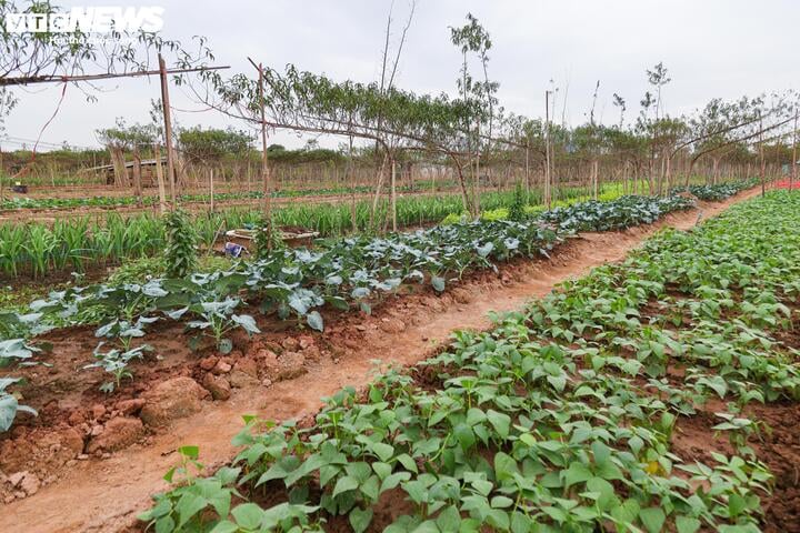 Bị bão lũ lịch sử tàn phá, đào, quất cảnh Hà Nội có kịp đón Tết Nguyên đán?- Ảnh 17.