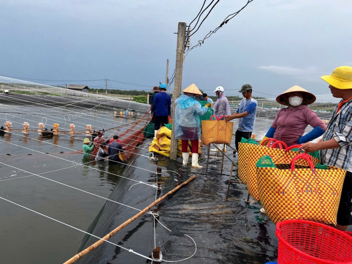 Tôm thẻ giá kỷ lục, người nuôi ở Tiền Giang lãi to- Ảnh 1.