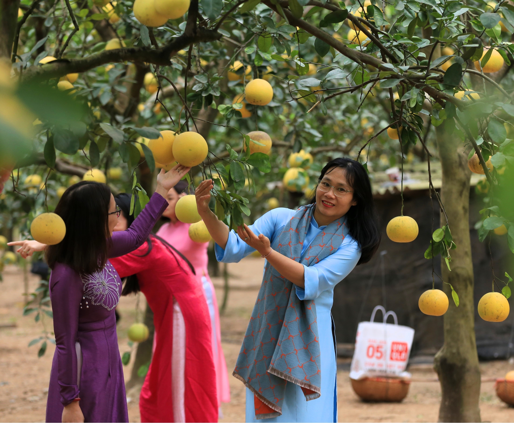 Nhiều du khách mặc áo dài, vượt hàng trăm cây số đến chụp ảnh ở vườn bưởi Diễn 2.000 gốc tại Hà Nội, chỉ biết thốt lên 1 điều- Ảnh 9.