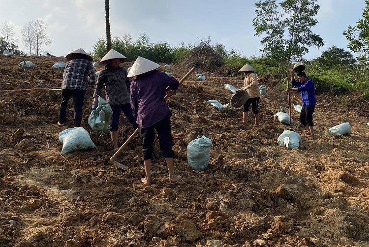 Thử trồng loại cây lạ mà quen, 8x Phú Thọ thu hàng trăm triệu đồng từ nghề tay trái- Ảnh 5.