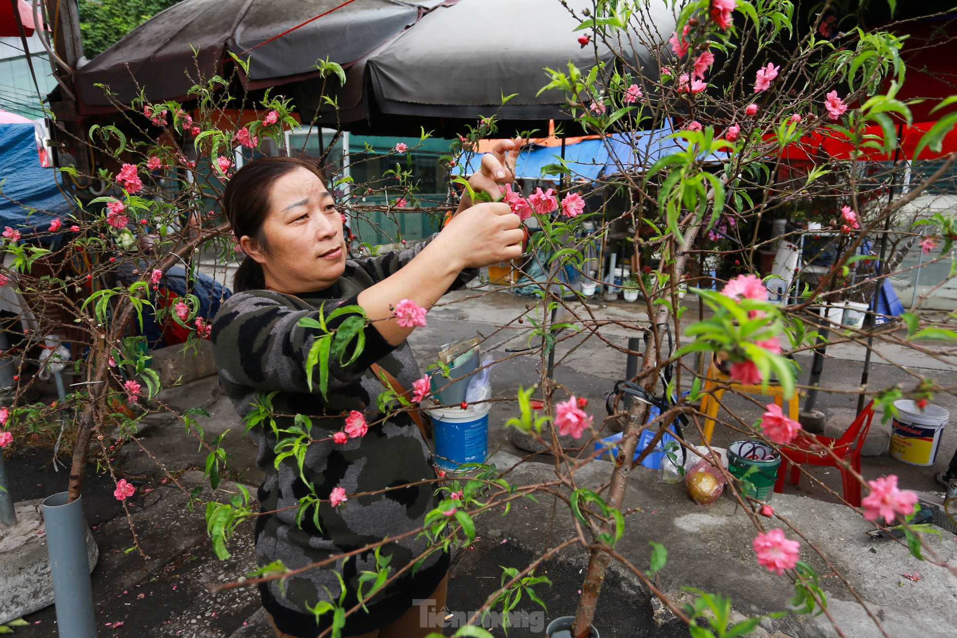 Đào, quất xuống phố mang không khí Tết đến sớm với người dân Thủ đô- Ảnh 2.