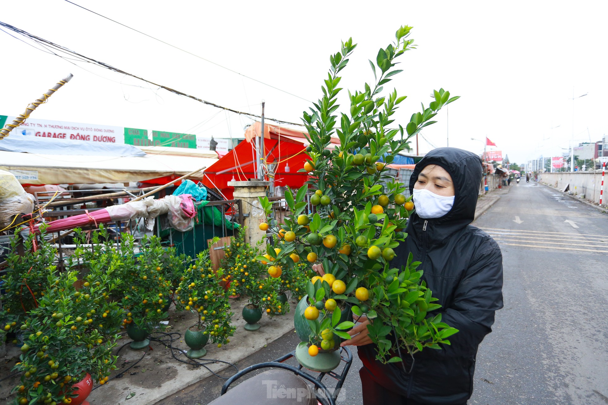 Đào, quất xuống phố mang không khí Tết đến sớm với người dân Thủ đô- Ảnh 16.