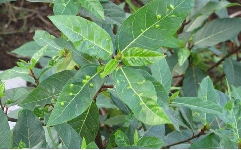 Loại lá gia vị xấu xí lại cực tốt cho sức khỏe, người Việt hay ăn mà không biết- Ảnh 1.