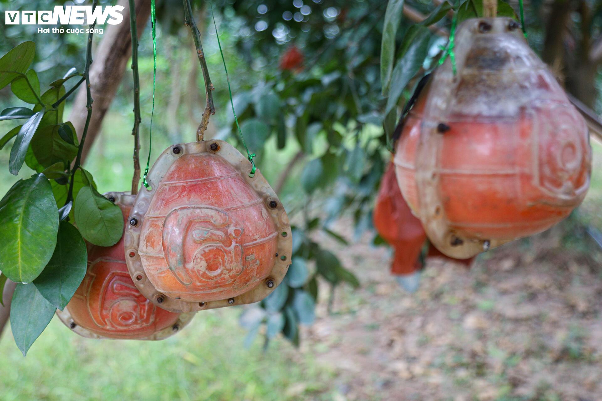 Bưởi đỏ 'tiến vua' mất mùa do bão lũ, giá tăng gấp đôi- Ảnh 6.